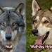 Can You Own a Wolf-Dog in Florida?